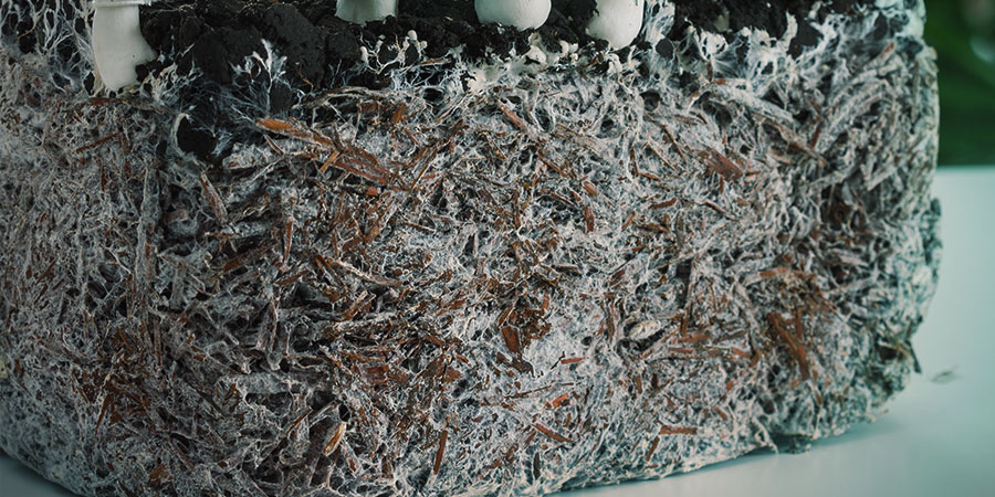 Gezonde Mycelium Gezonde mycelium