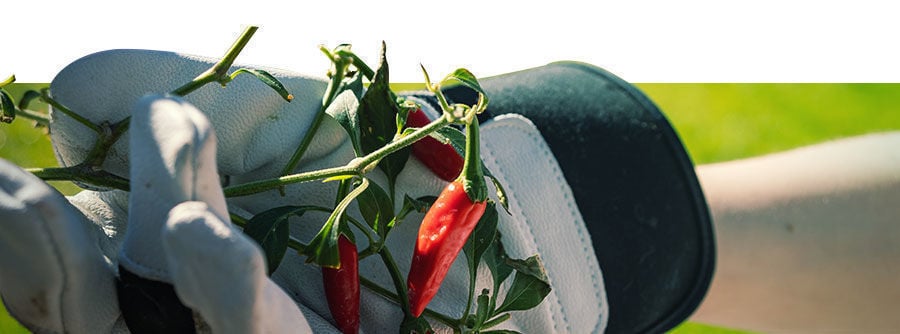 Informatie Over Chili En Peper Zaden Informatie Over Chili En Peper Zaden