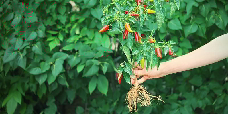 Hoe En Wanneer Moet Je Je Peper Zaailingen Verpotten? Chilipepers kweken - Hoe En Wanneer Moet Je Je Peper Zaailingen Verpotten?