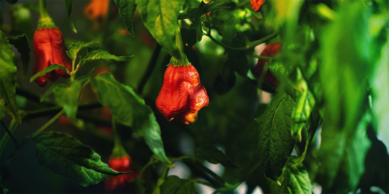 Geef Je Leven Meer Pit En Kweek Je Eigen Chilipeper Planten Geef Je Leven Meer Pit En Kweek Je Eigen Chilipeper Planten