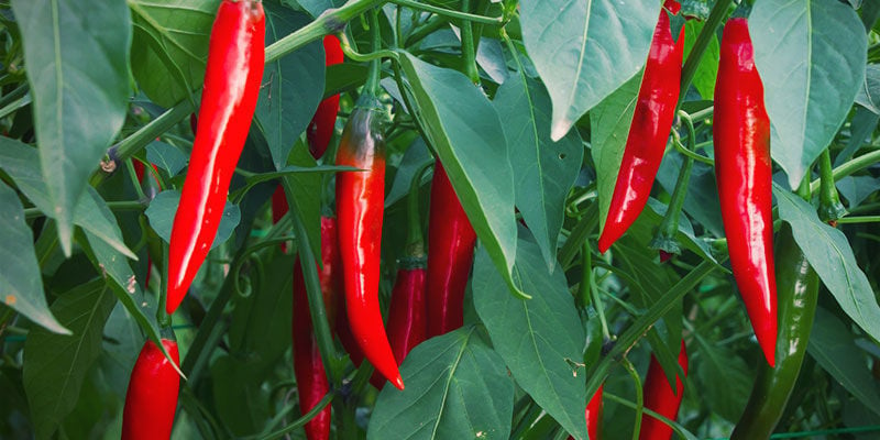 Chilipepers kweken - Wanneer Oogst Je Je Pepers?