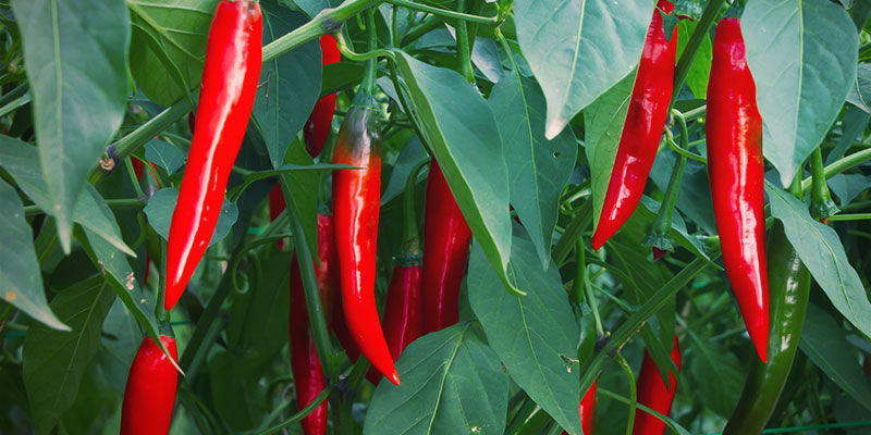 Wanneer Oogst Je Je Pepers? Chilipepers kweken - Wanneer Oogst Je Je Pepers?