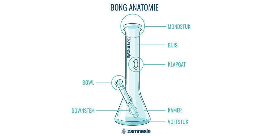 Bong Anatomie