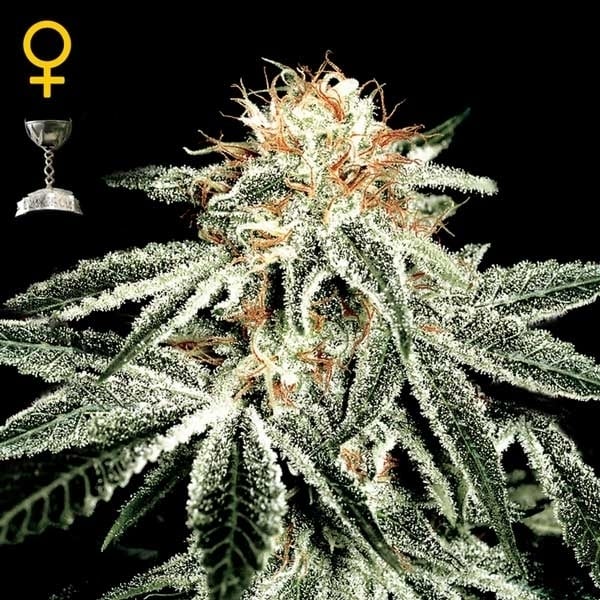 Greenhouse Seeds White Widow Greenhouse Seeds White Widow