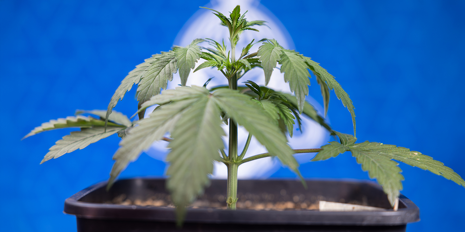 Hoe pas je LST toe bij autoflowers (stap voor stap)