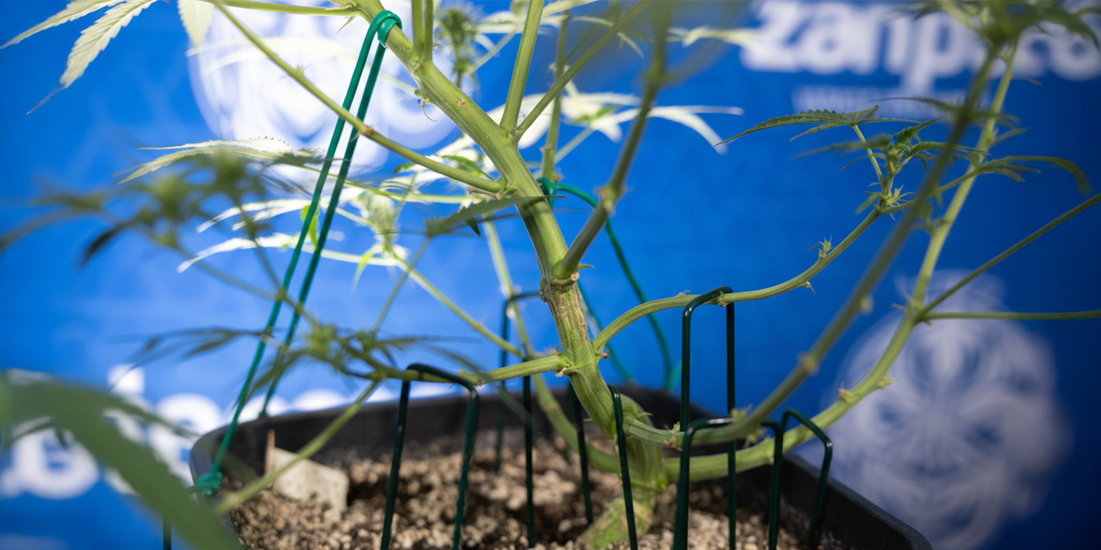 Hoe pas je LST toe bij autoflowers (stap voor stap)