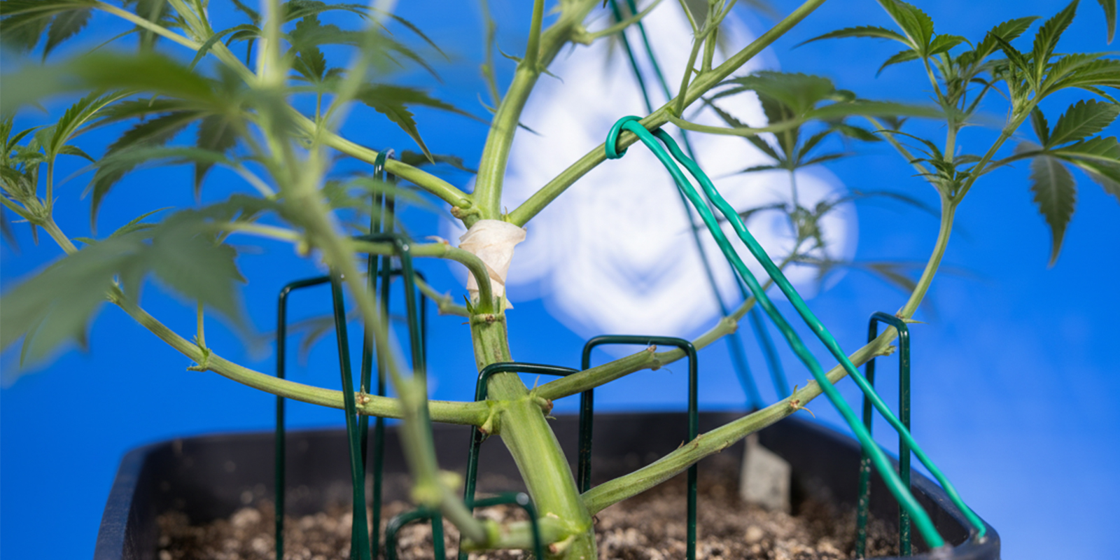 Hoe pas je LST toe bij autoflowers (stap voor stap)