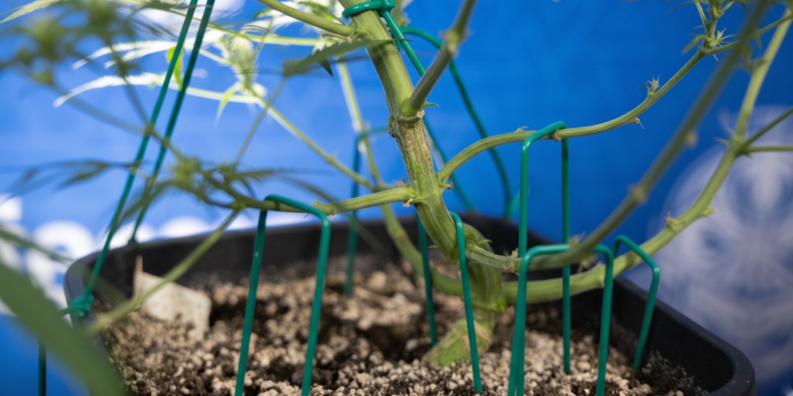 Hoe pas je LST toe bij autoflowers (stap voor stap)