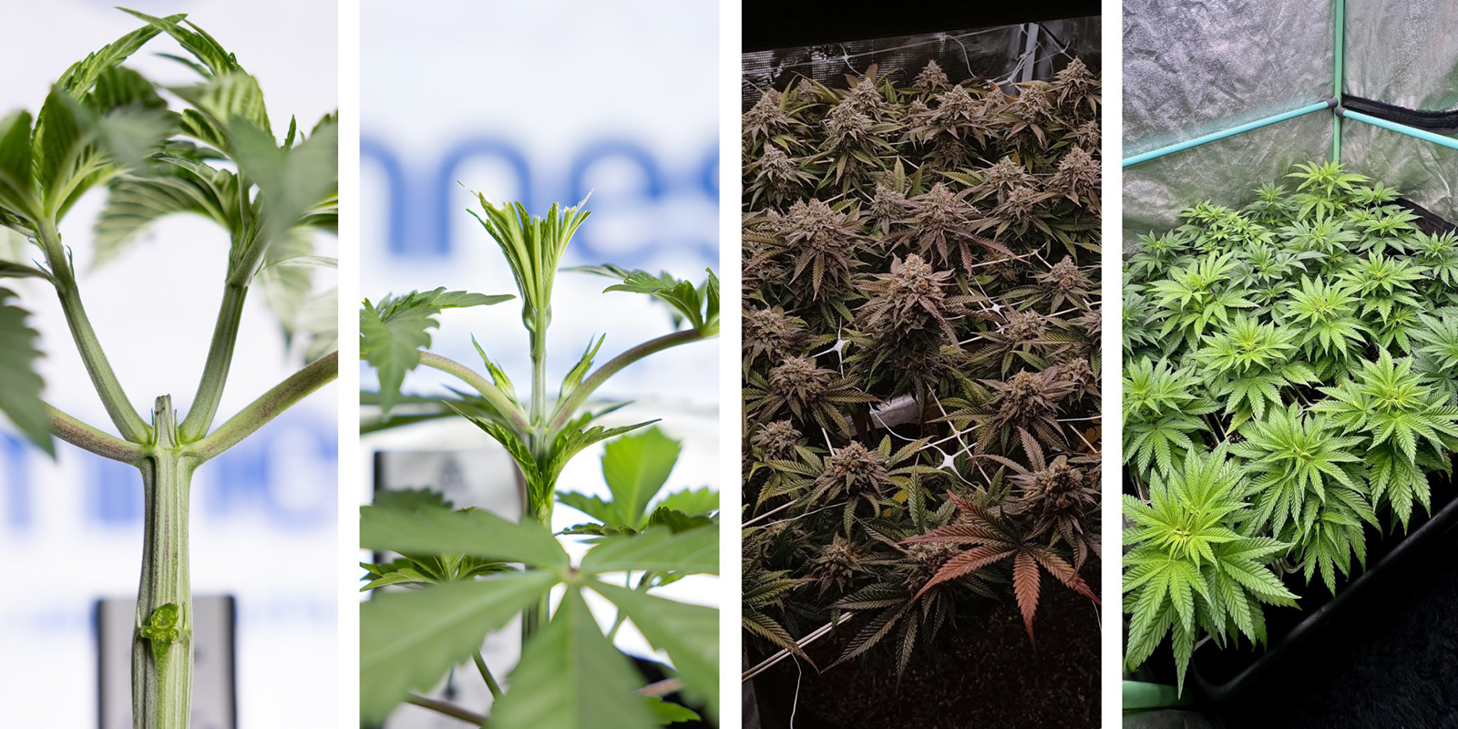 Alternatieven voor LST bij autoflowers