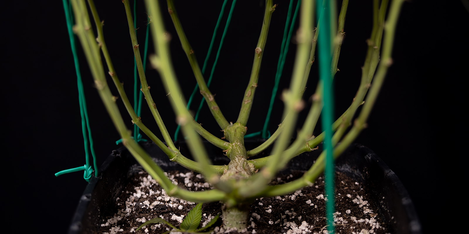 LST: het geheim voor blije, gezonde autoflowers?