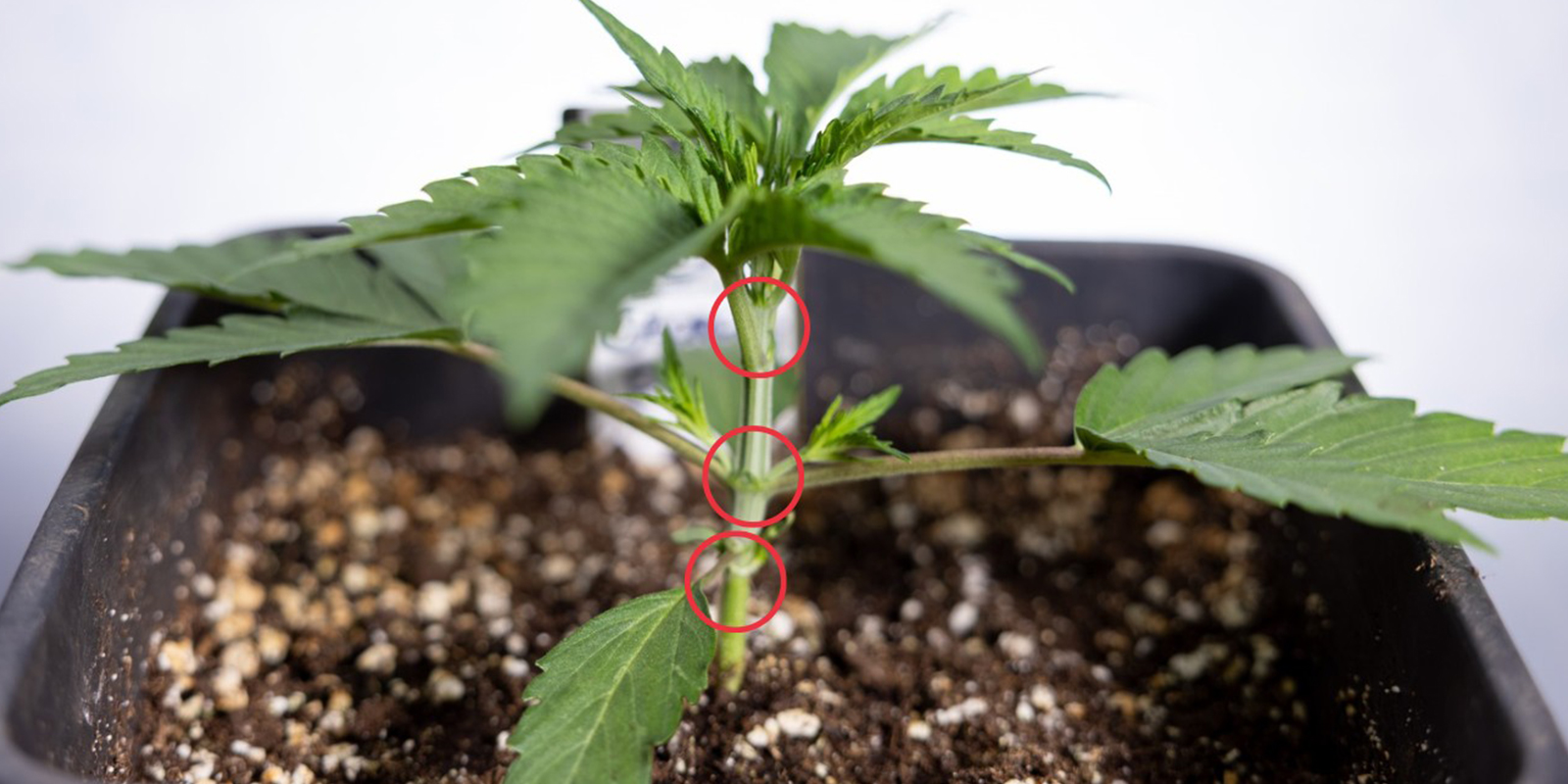 Wanneer begin je met LST bij autoflowers?