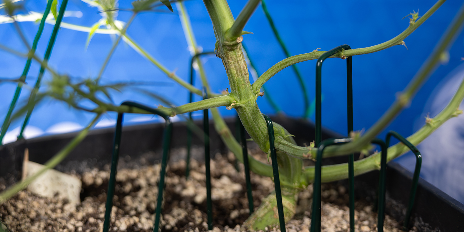 Is LST geschikt voor autoflowers?