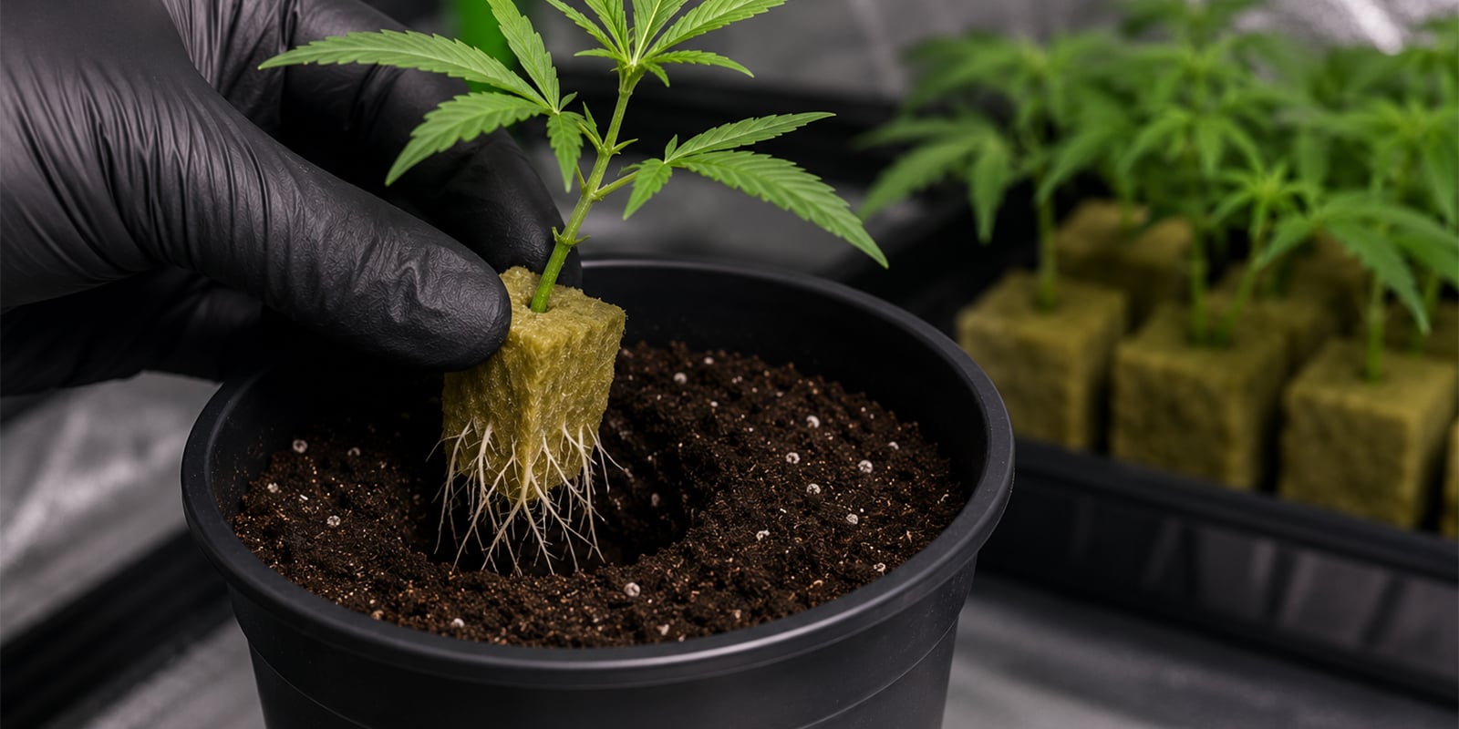 Wanneer je cannabisstekken verpot