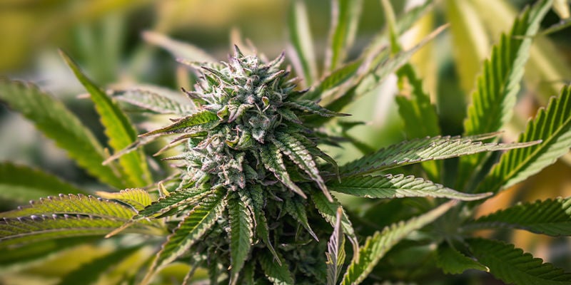 Verzeker een snelle groei van je cannabisplanten