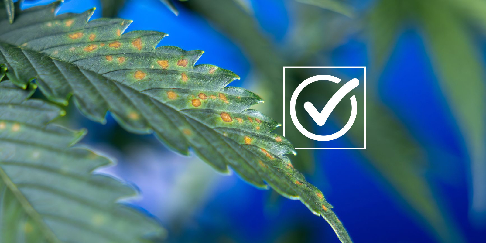 Checklist voor het stellen van een diagnose
