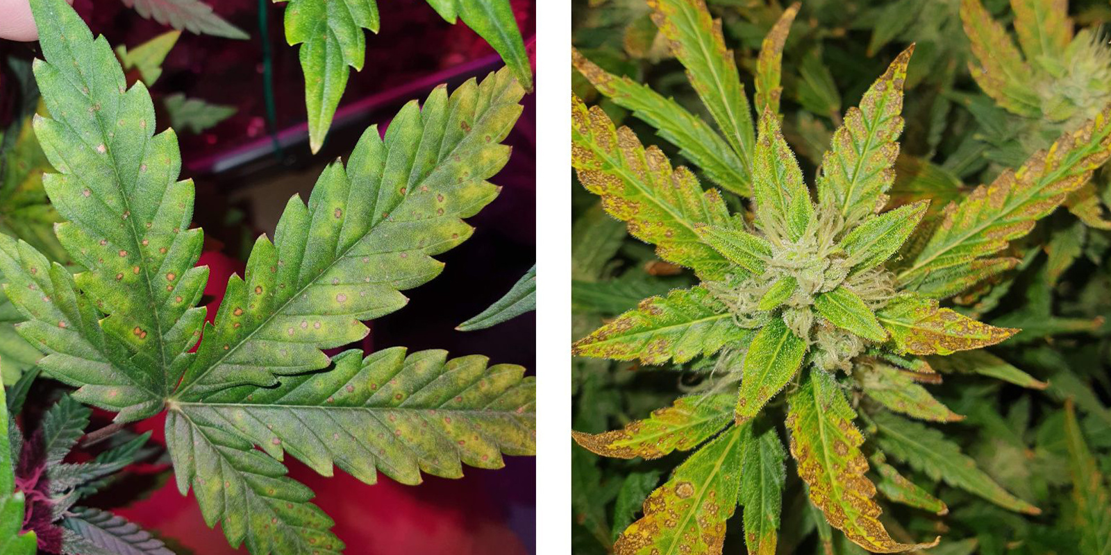 Fan leaves versus suikerbladeren
