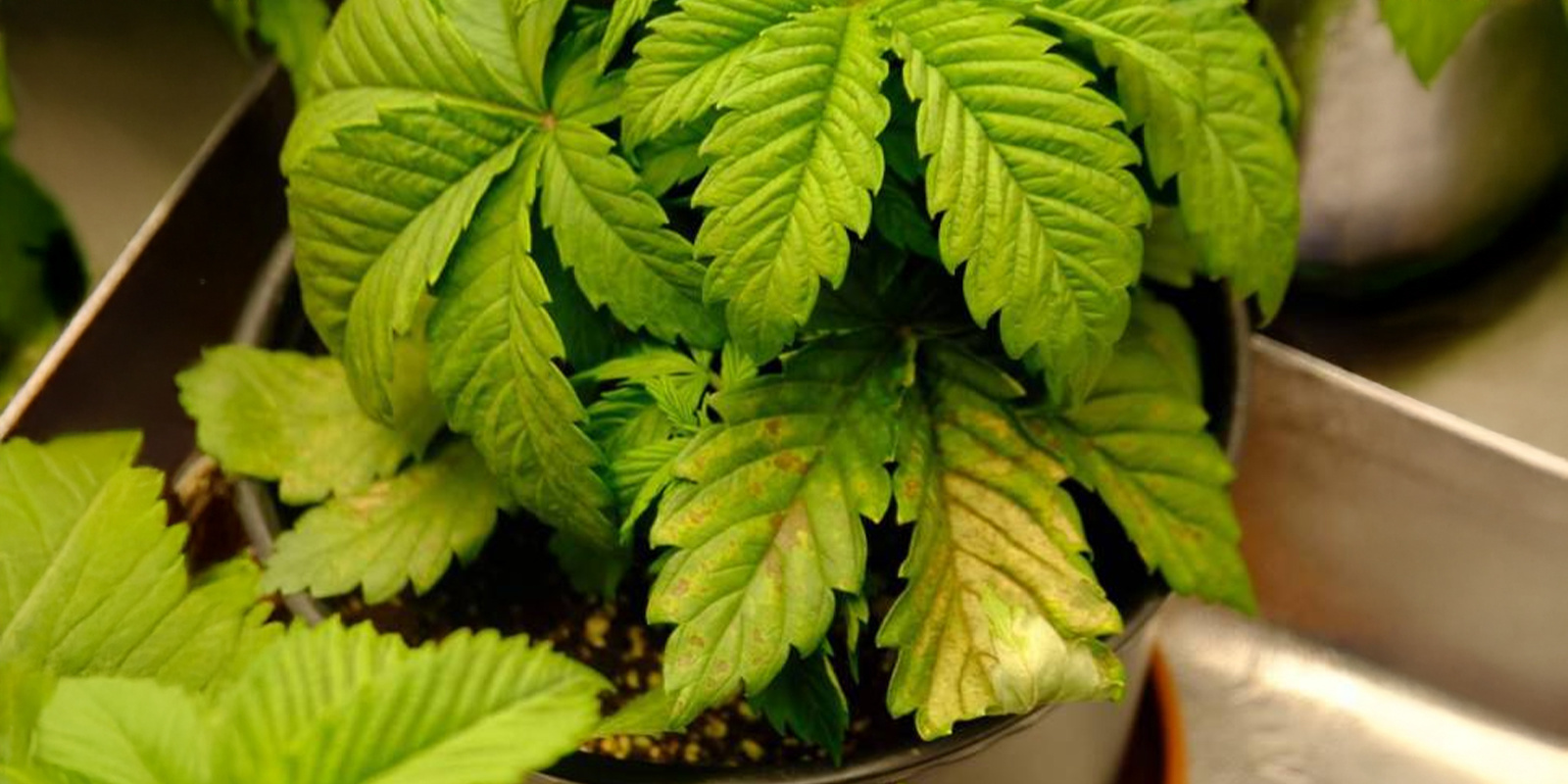 Overbewatering en wortelproblemen