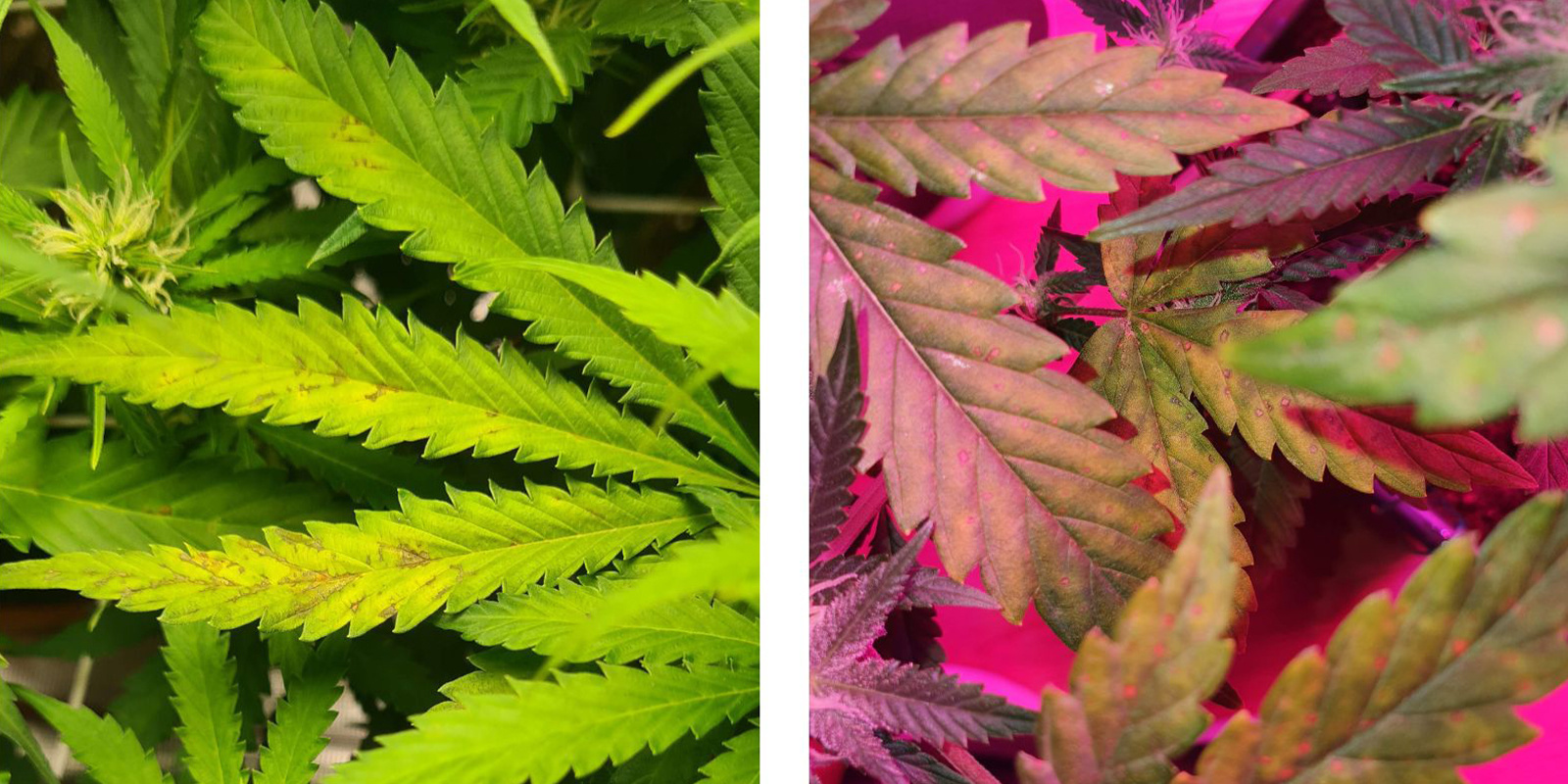 Bovenste of onderste delen van de plant?