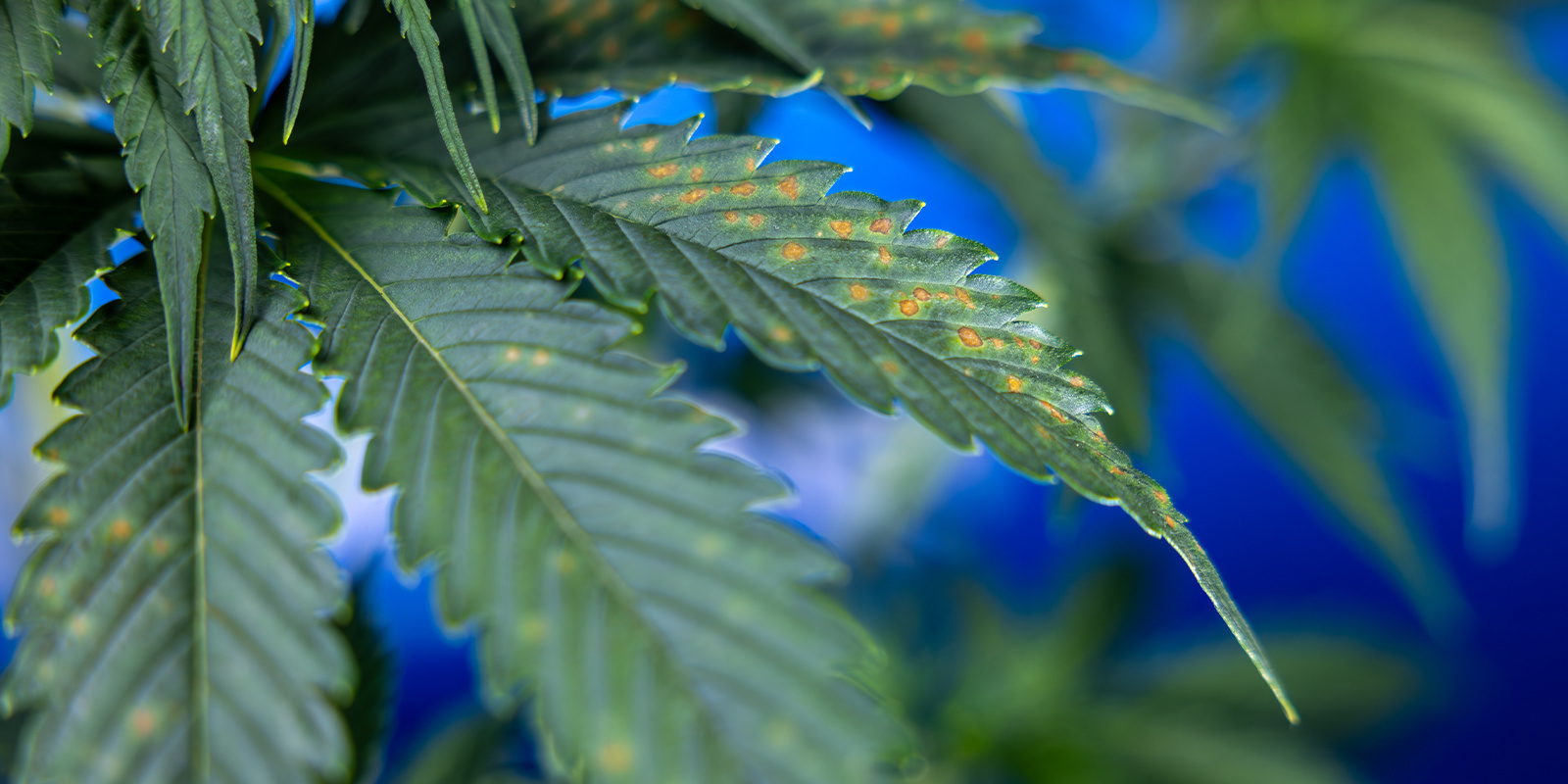 Wat betekenen bruine vlekken op je fan leaves?