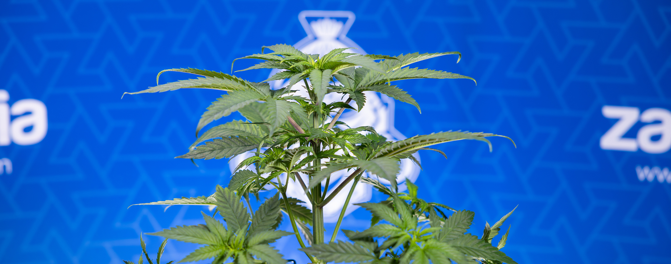 Waarom krullen de bladeren van mijn wietplant naar beneden? Waarom krullen de bladeren van mijn wietplant naar beneden?