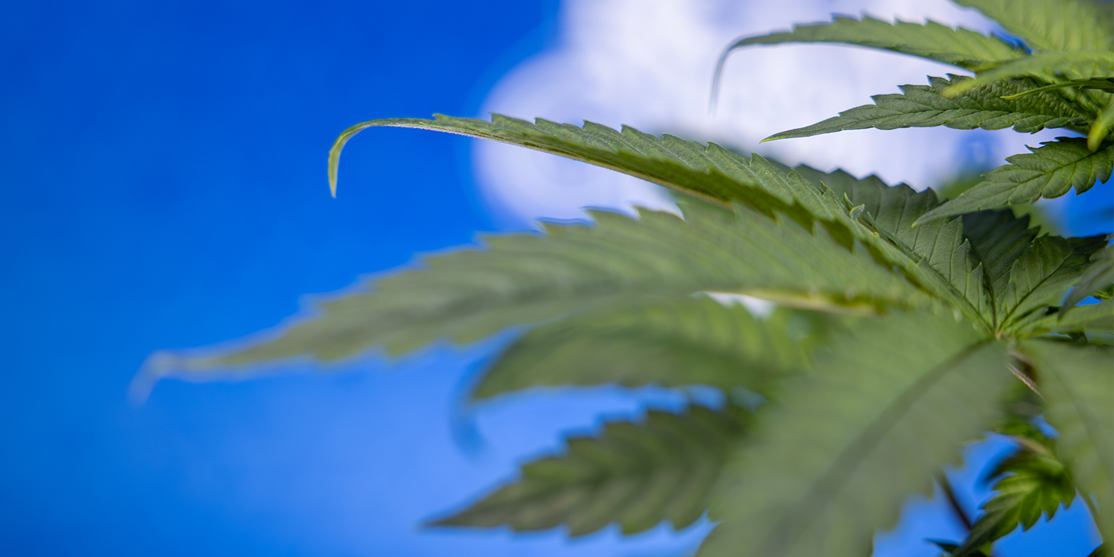 Laat de klauw je niet verslaan Laat de klauw je niet verslaan