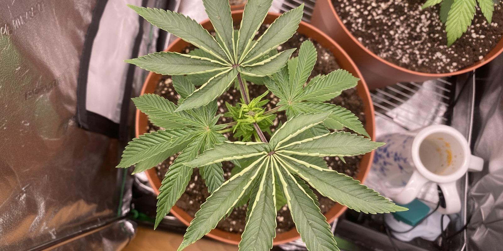 Hittestress Hittestress