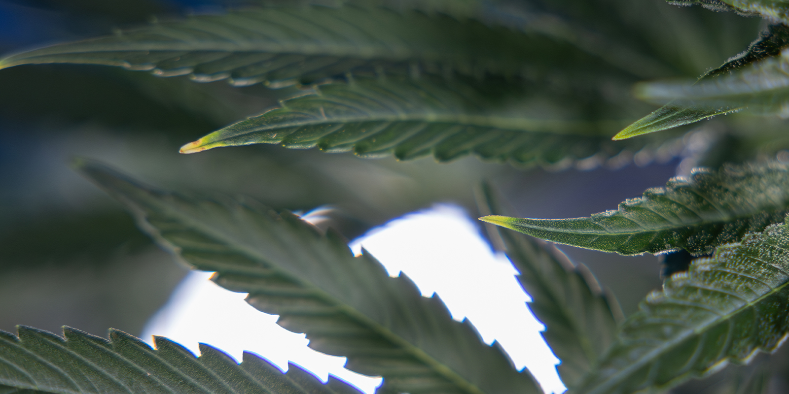 Stikstofvergiftiging Stikstofvergiftiging