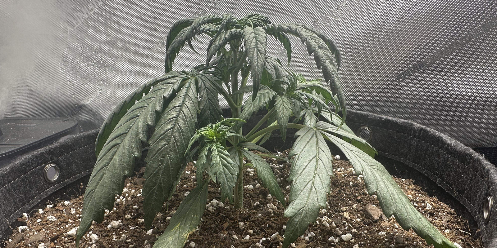 Te veel water Te veel water