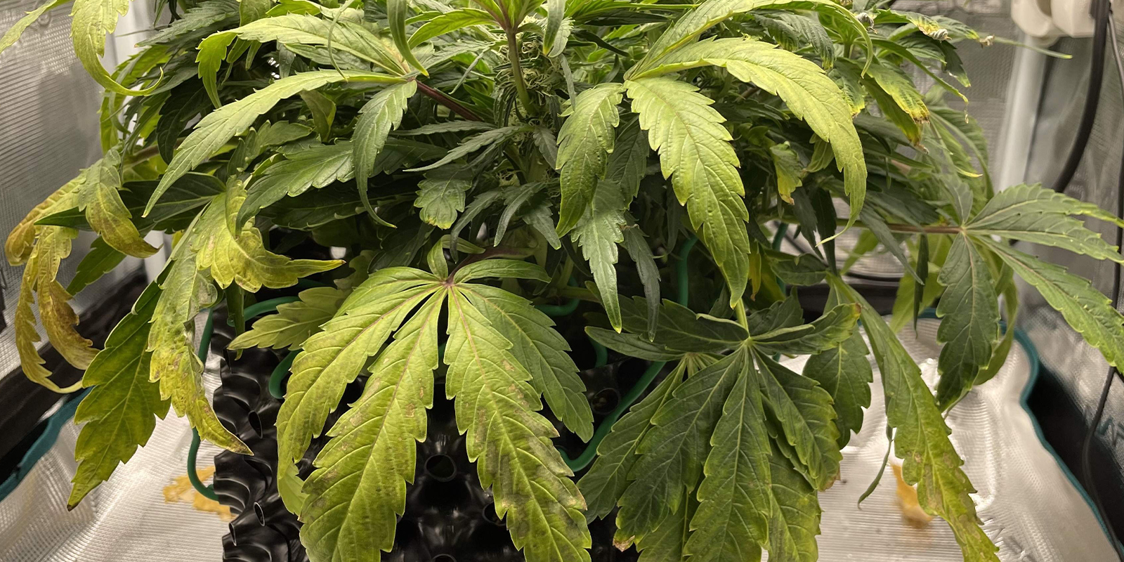 Wortelproblemen Wortelproblemen