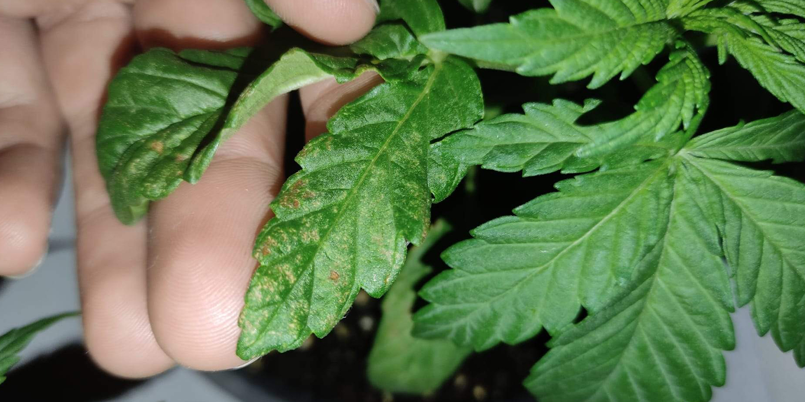 Hoe naar beneden gekrulde bladeren eruitzien Hoe naar beneden gekrulde bladeren eruitzien