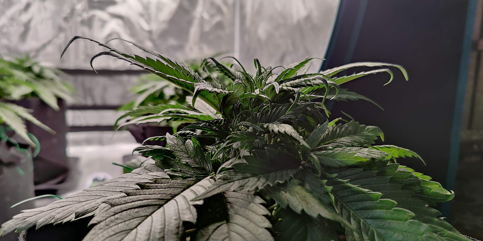 Hoe naar beneden gekrulde bladeren eruitzien Hoe naar beneden gekrulde bladeren eruitzien