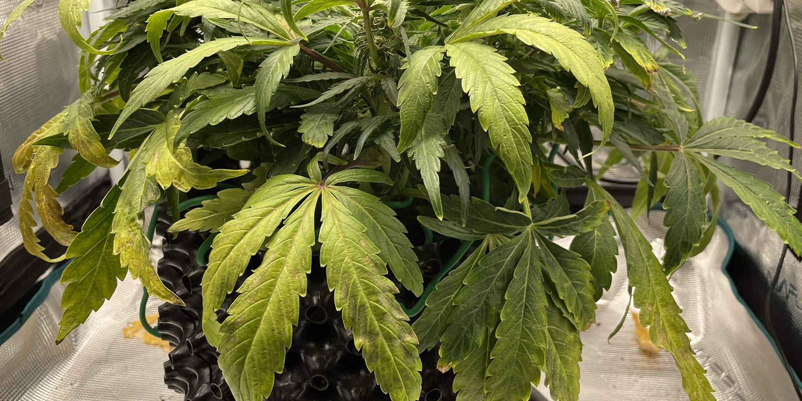 Hoe naar beneden gekrulde bladeren eruitzien Hoe naar beneden gekrulde bladeren eruitzien