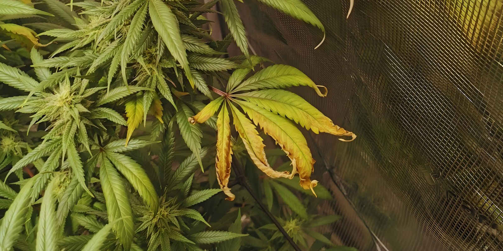 Wanneer moet je je zorgen maken? Wanneer moet je je zorgen maken?