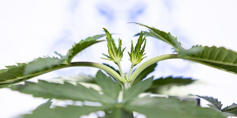 Kun je autoflowers toppen?