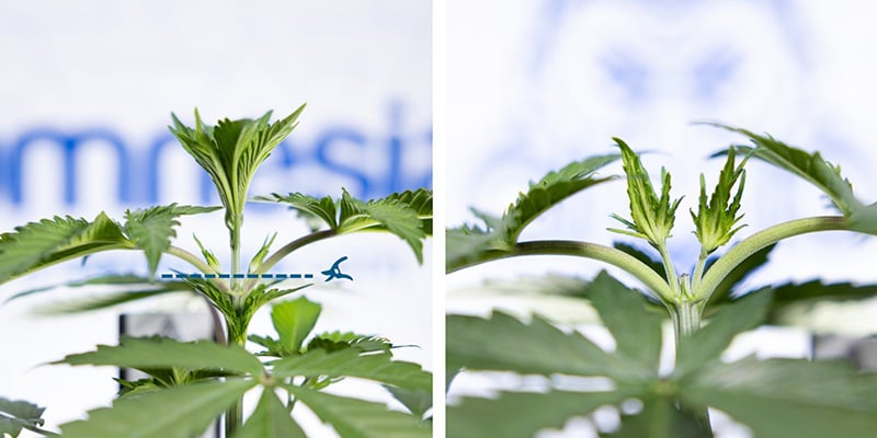 Knip boven de 3e node