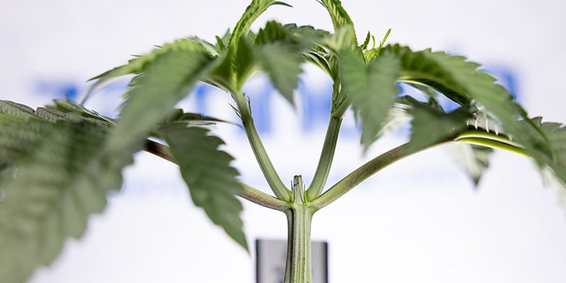 Boven de rest uitsteken? Is autoflower toppen jouw volgende stap?