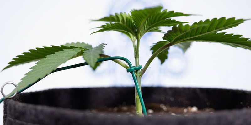 LST (low-stress training)