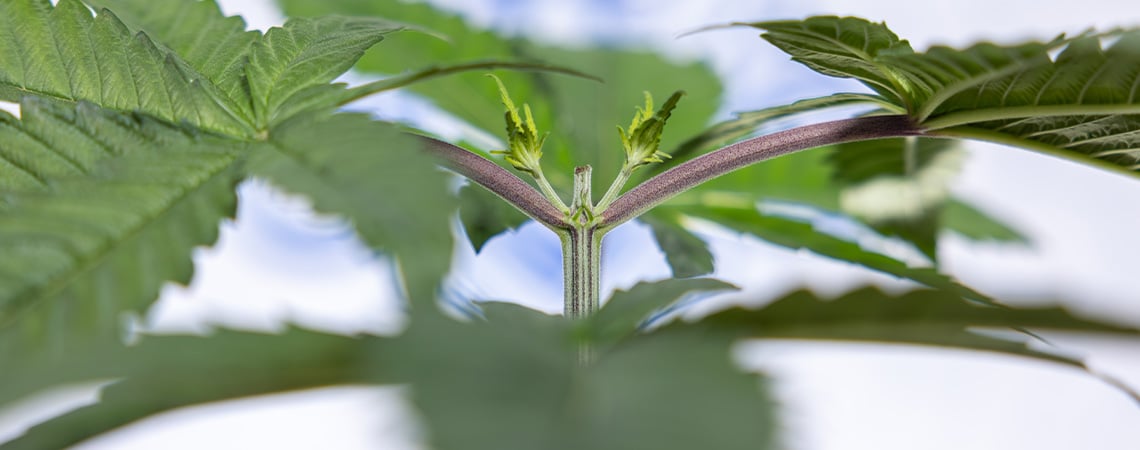Autoflower toppen voor meer opbrengst: dit moet je weten