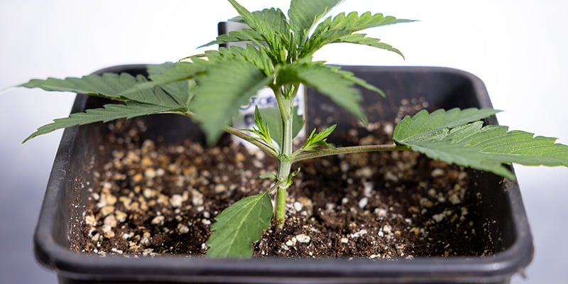 Wanneer je autoflowers moet toppen