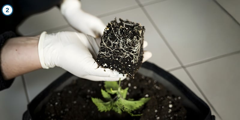 De daadwerkelijke verhuizing