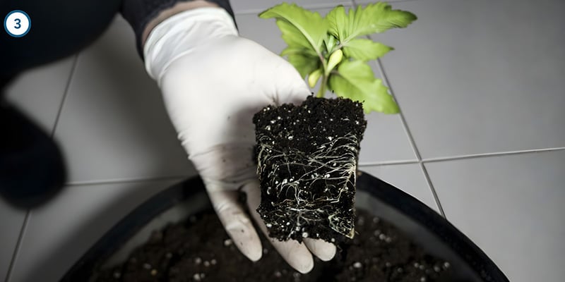 De daadwerkelijke verhuizing