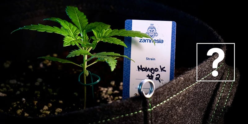 Kun je autoflowers verpotten?