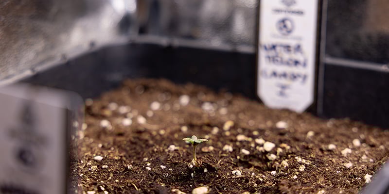 Alternatief voor verpotten: direct in de definitieve pot beginnen