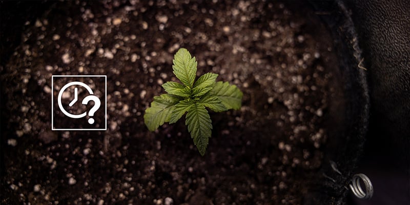 Wanneer autoflowers verpotten