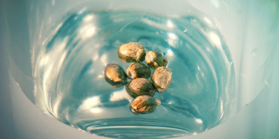 Cannabis Zaden Ontkiemen: Glas Water