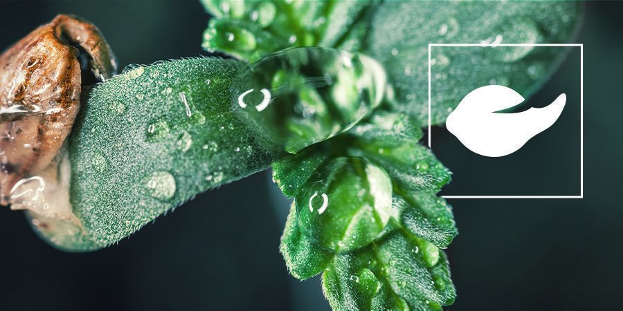Hoe Ontkiem Ik Cannabis Zaden?