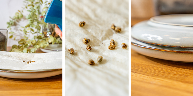 4. Wietzaadjes ontkiemen op keukenpapier