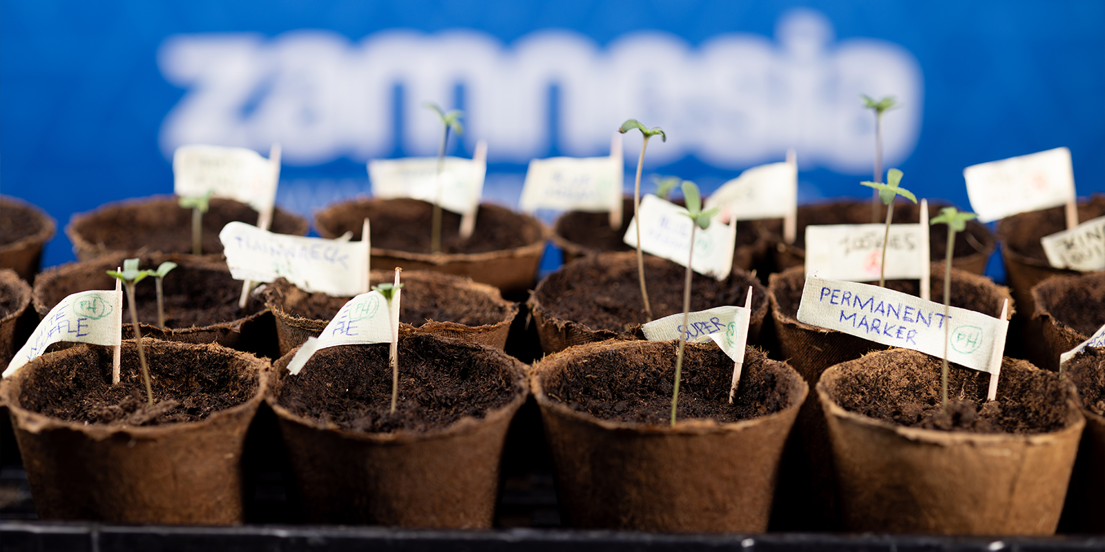 Klaar, start, ontkiemen!