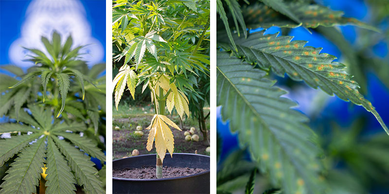 Hoe herken je vergelingssymptomen op verschillende plantendelen?