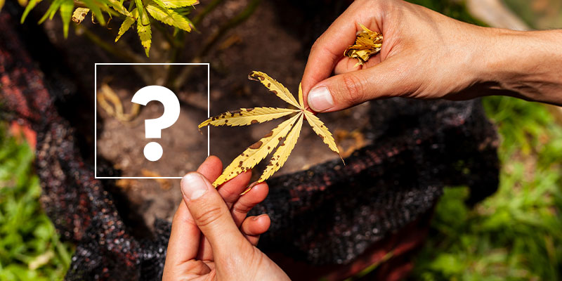 Wat veroorzaakt gele bladeren op een wietplant?